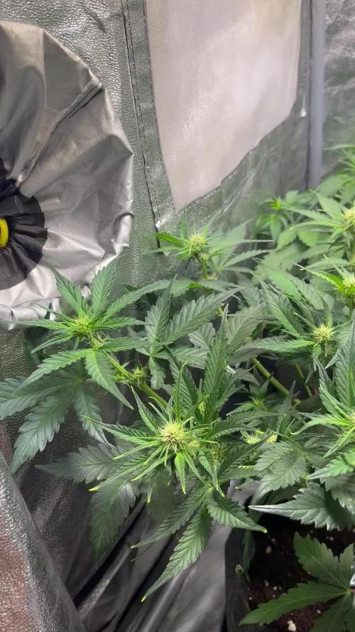 Guava auto RF3 fast buds