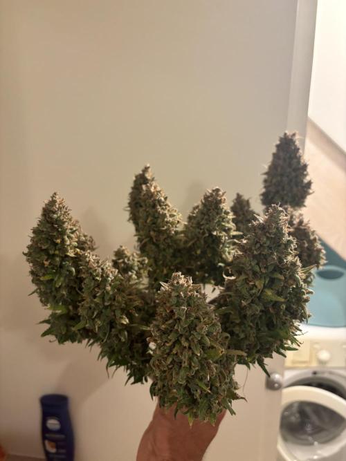 Fastbuds gorilla z wedding glue. Week 14