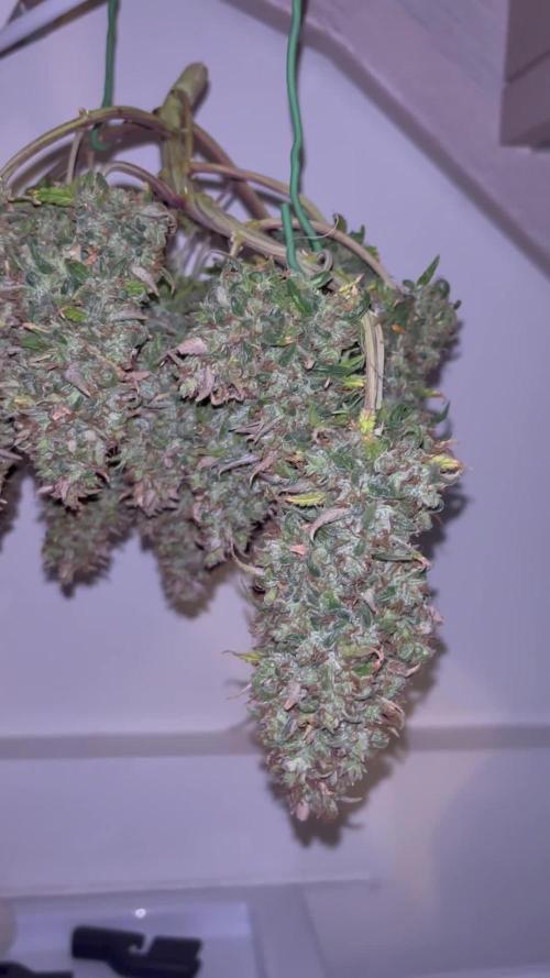 Fastbuds gorilla z wedding glue