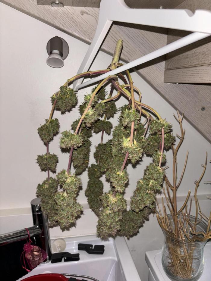 Fastbuds gorilla z wedding glue. Week 14