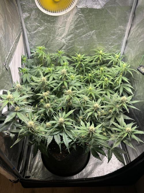 Guava auto RF3 and frostbanger fast buds. Week 6