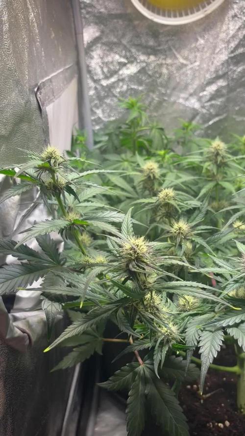 Guava auto RF3 and frostbanger fast buds