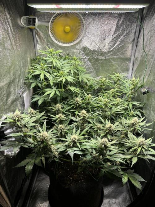 Guava auto RF3 and frostbanger fast buds. Week 6