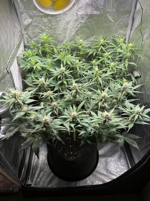 Guava auto RF3 and frostbanger fast buds. Week 6
