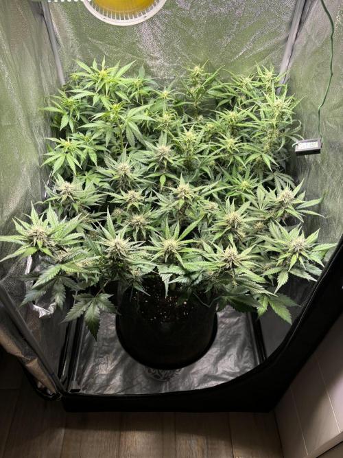 Guava auto RF3 and frostbanger fast buds. Week 7