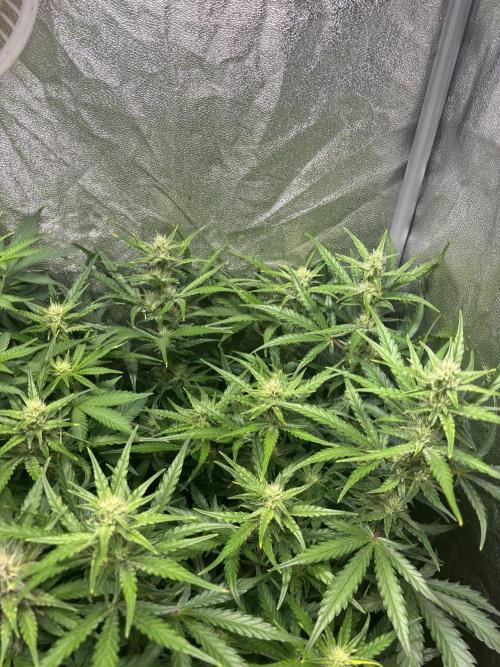 Guava auto RF3 and frostbanger fast buds. Week 7