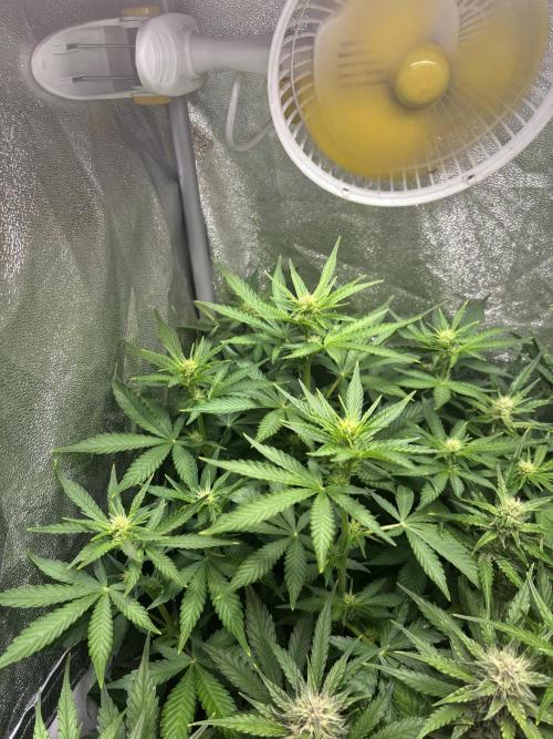 Guava auto RF3 and frostbanger fast buds. Week 7
