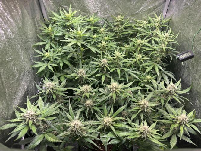 Guava auto RF3 and frostbanger fast buds. Week 7