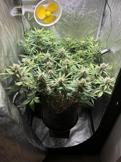 Guava auto RF3 and frostbanger fast buds. Week 7