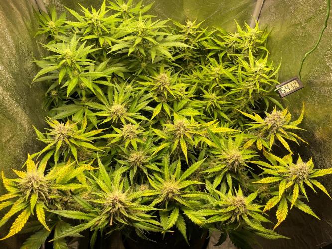Guava auto RF3 and frostbanger fast buds. Week 7