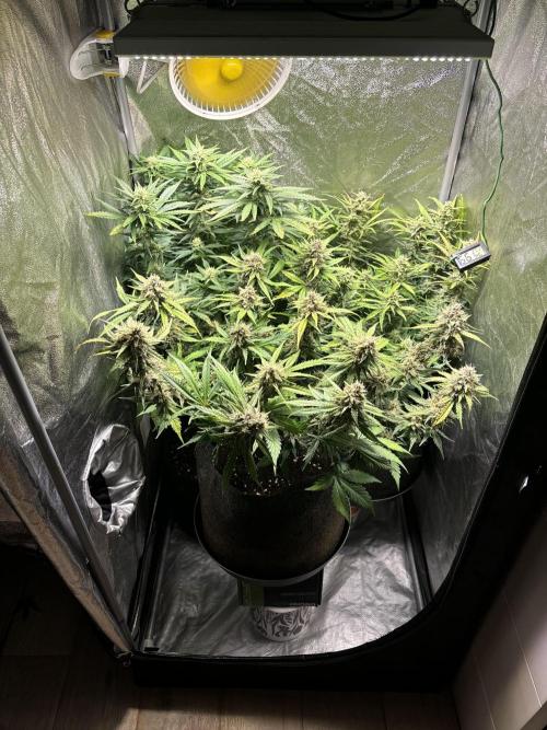 Guava auto RF3 and frostbanger fast buds. Week 8