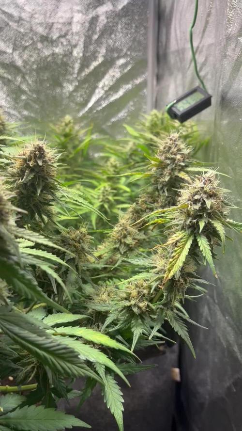 Guava auto RF3 and frostbanger fast buds
