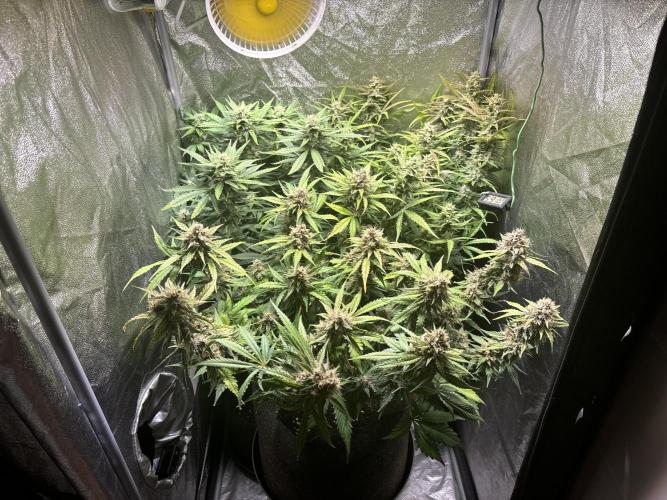 Guava auto RF3 and frostbanger fast buds. Week 8