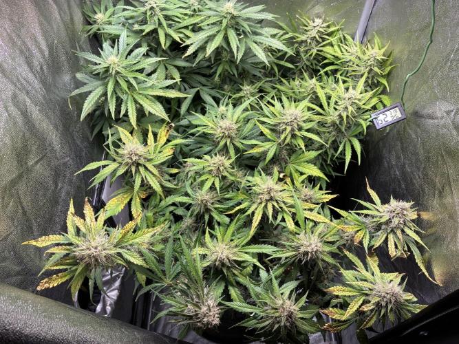 Guava auto RF3 and frostbanger fast buds. Week 8