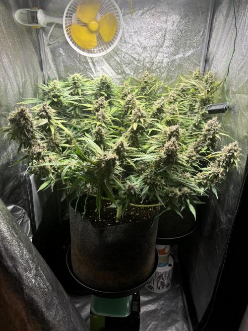 Guava auto RF3 and frostbanger fast buds. Week 9