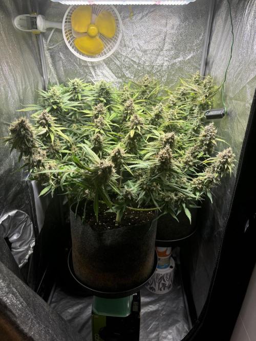 Guava auto RF3 and frostbanger fast buds. Week 9