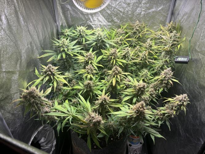 Guava auto RF3 and frostbanger fast buds. Week 9