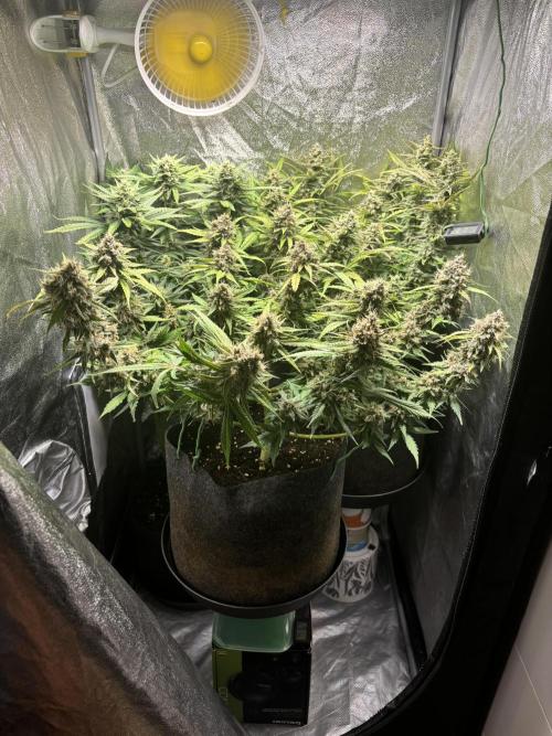 Guava auto RF3 and frostbanger fast buds. Week 9