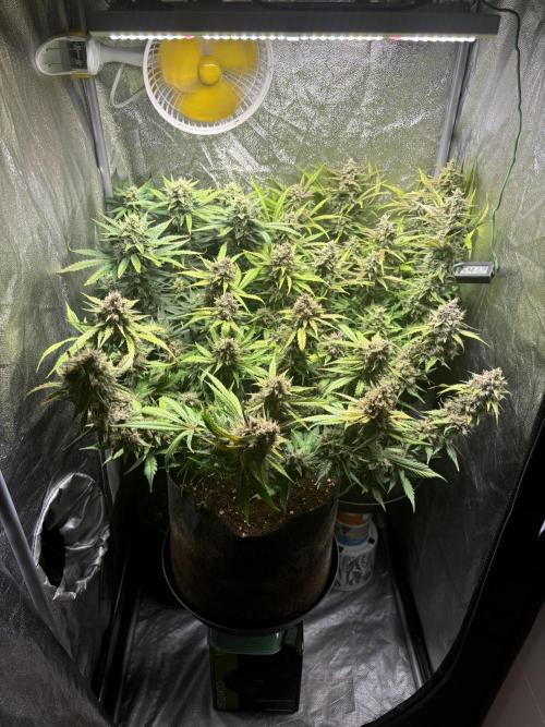 Guava auto RF3 and frostbanger fast buds. Week 9