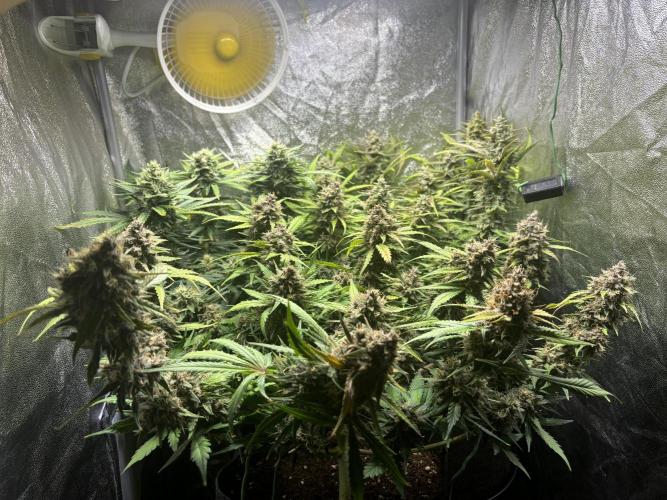 Guava auto RF3 and frostbanger fast buds. Week 9