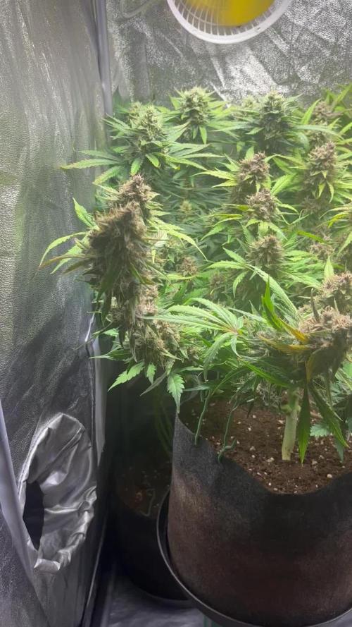 Guava auto RF3 and frostbanger fast buds