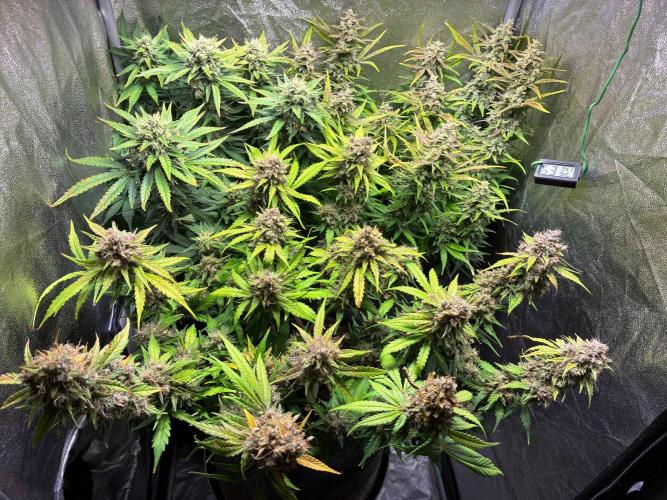 Guava auto RF3 and frostbanger fast buds. Week 10
