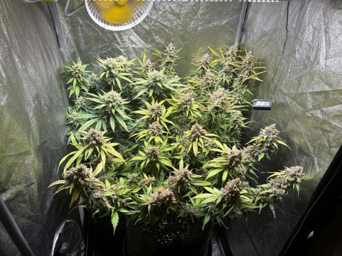 Guava auto RF3 and frostbanger fast buds. Week 10