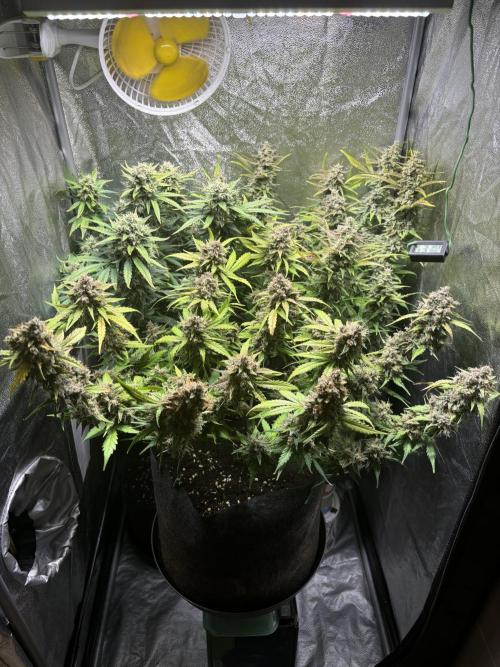 Guava auto RF3 and frostbanger fast buds. Week 10