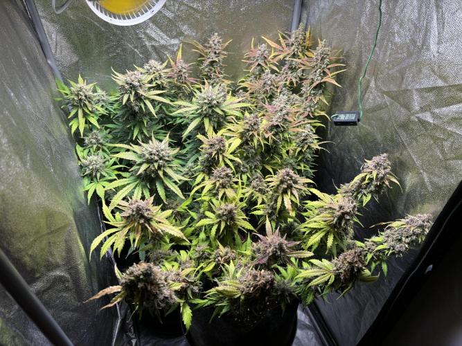 Guava auto RF3 and frostbanger fast buds. Week 10