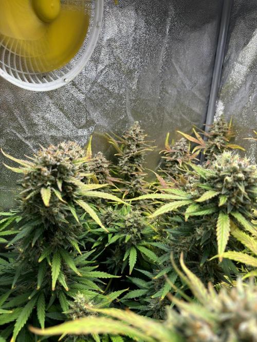 Guava auto RF3 and frostbanger fast buds. Week 10
