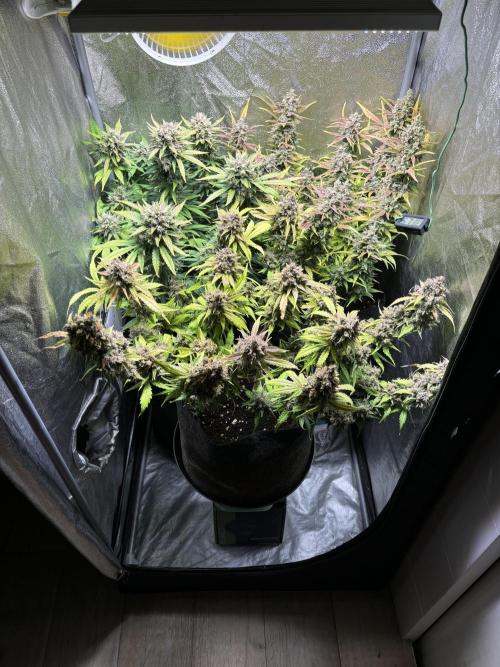 Guava auto RF3 and frostbanger fast buds. Week 10