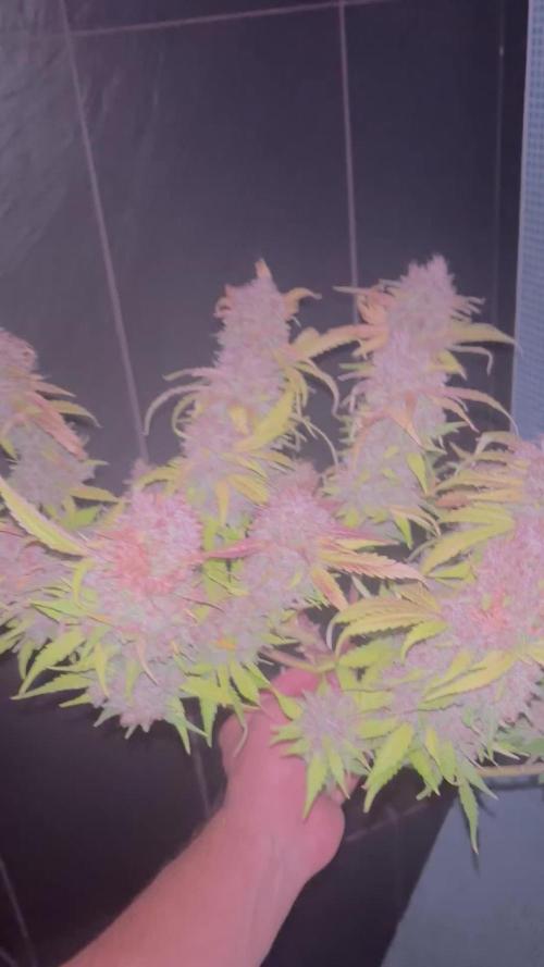 Guava auto RF3 and frostbanger fast buds
