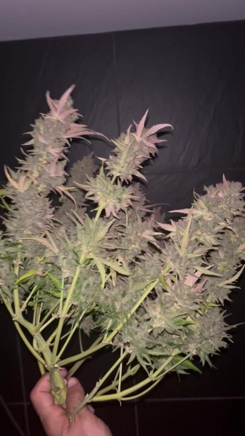 Guava auto RF3 and frostbanger fast buds