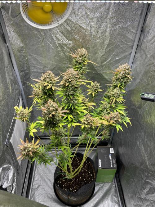 Guava auto RF3 and frostbanger fast buds. Week 11