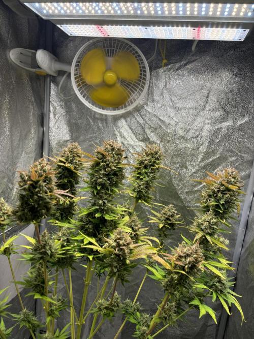 Guava auto RF3 and frostbanger fast buds. Week 11