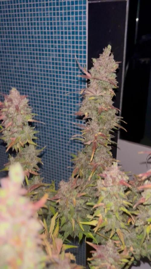 Guava auto RF3 and frostbanger fast buds