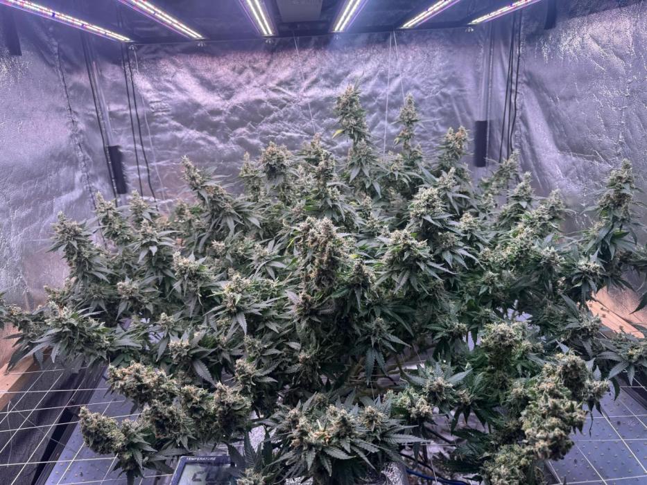 Purple Kush DWC System . Week 14 - Está sendo finalizada