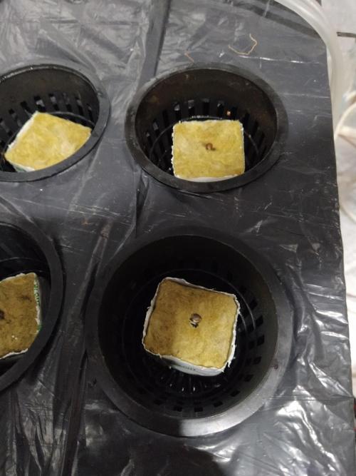 Apple Strudel Auto DWC. Week 0