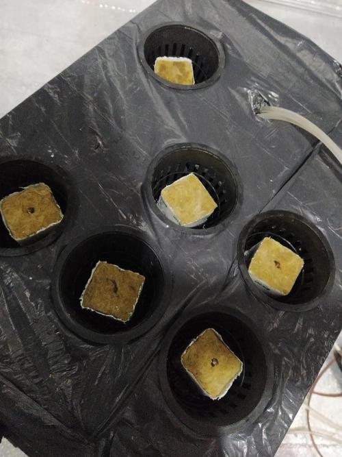 Apple Strudel Auto DWC. Week 0