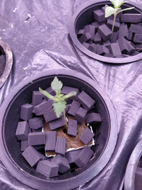Apple Strudel Auto DWC. Week 1