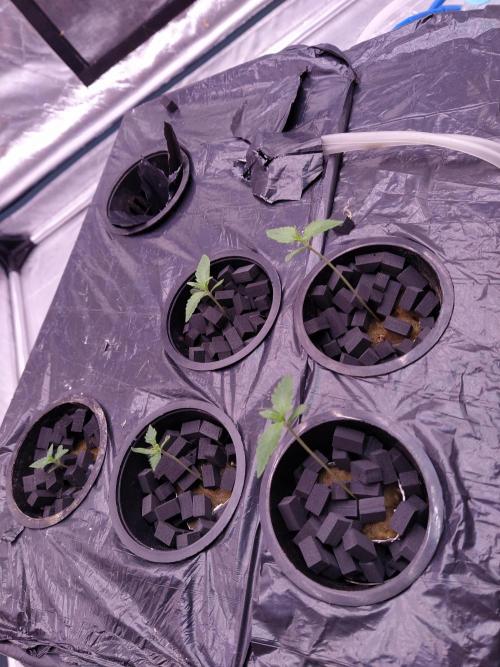 Apple Strudel Auto DWC. Week 1