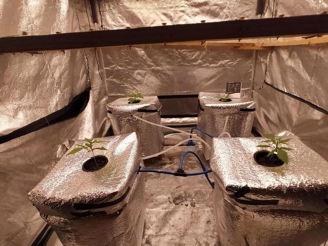 Apple Strudel Auto DWC. Week 2