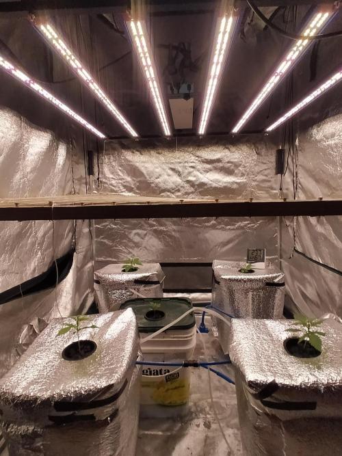 Apple Strudel Auto DWC. Week 2