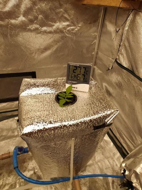 Apple Strudel Auto DWC. Week 2