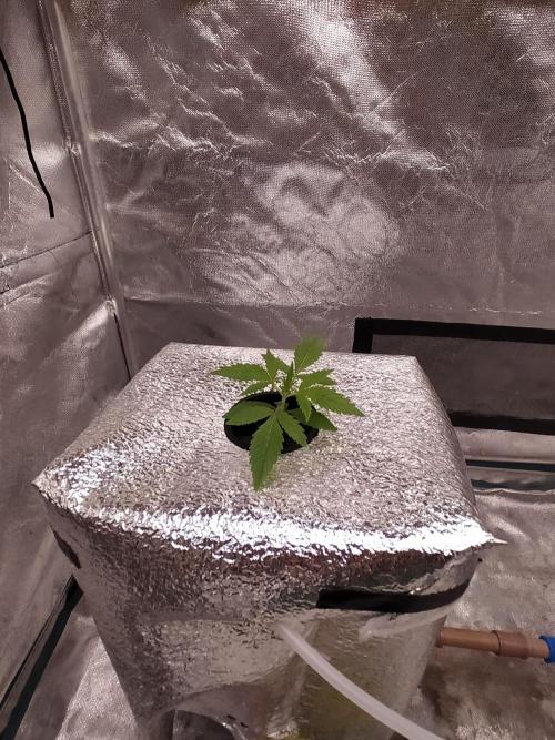 Apple Strudel Auto DWC. Week 2