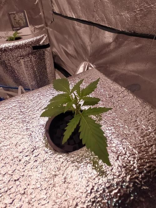 Apple Strudel Auto DWC. Week 2