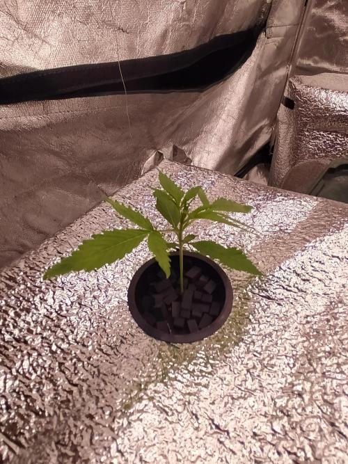 Apple Strudel Auto DWC. Week 2