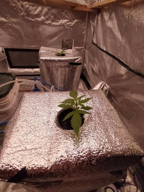 Apple Strudel Auto DWC. Week 2