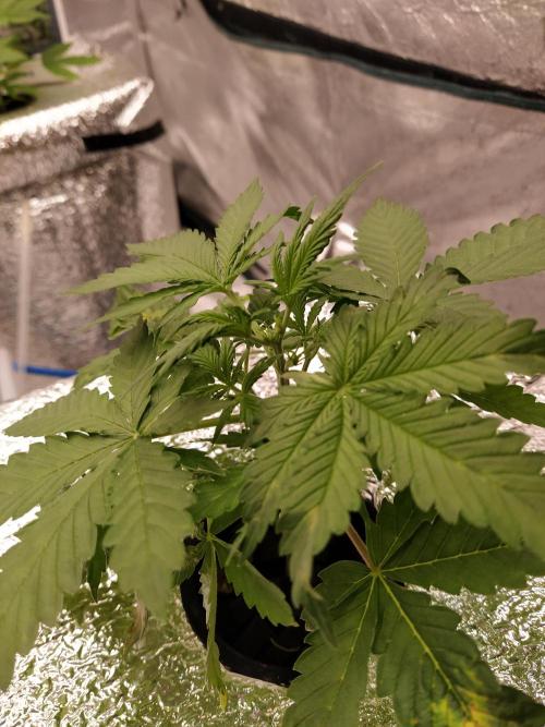 Apple Strudel Auto DWC. Week 3