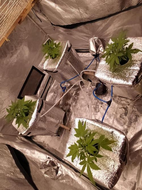 Apple Strudel Auto DWC. Week 3